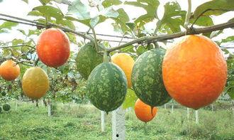 吊瓜能炒吃吗,探索吊瓜的独特风味