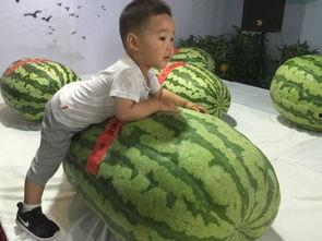 胶州吃瓜事件,一场引发社会热议的网络风波