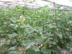 沧州青县吃瓜事件