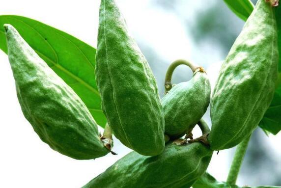 牛角瓜水果怎么吃,牛角瓜水果的多样食用方法探索