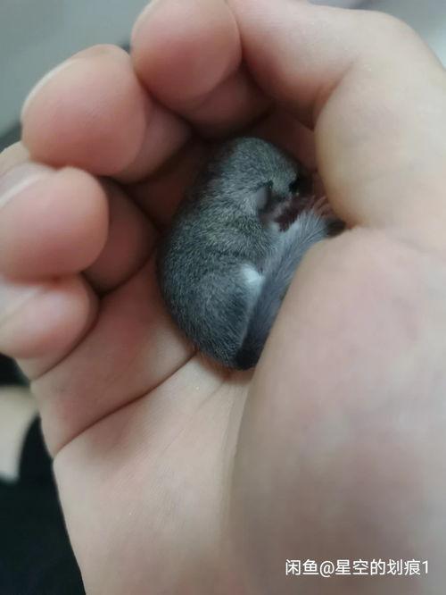 睡鼠可以吃瓜吗,探索它们对瓜果的喜爱