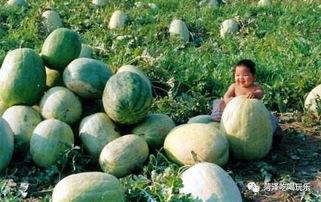 山东轻工吃瓜,吃瓜群众见证的校园风云录