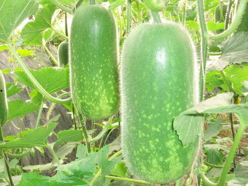 吃瓜达人图片图文大全,揭秘娱乐圈幕后风云