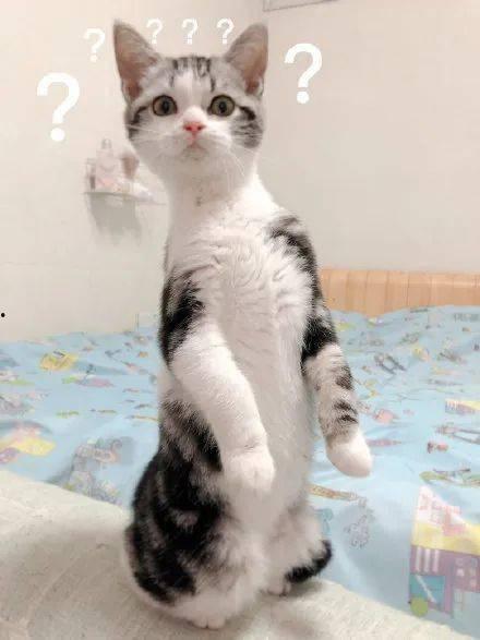 猫咪吃生瓜,揭秘猫咪对生瓜的独特喜好