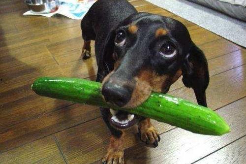 小白瓜狗狗可以吃吗,狗狗能否享用的美味佳肴？