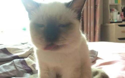 马蜂吃瓜,揭秘昆虫界的独特饮食习惯