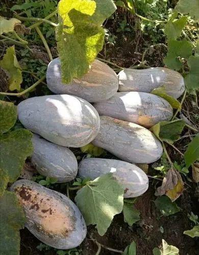 屏边县吃瓜,探寻当地特色美食之旅