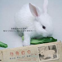 憨兔吃瓜,趣味横生的夏日消暑记