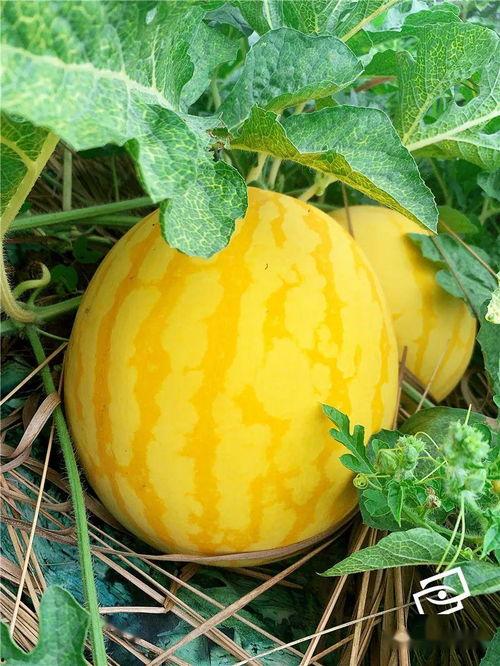 群众吃海瓜视频大全,群众共享的海味视频大盘点