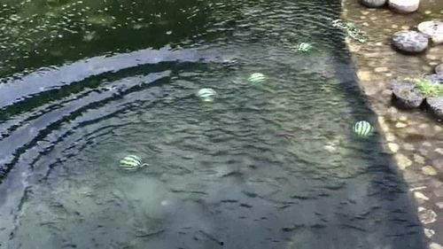 河里吃瓜,探寻夏日河畔的悠闲时光