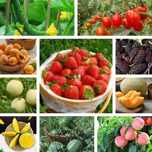 吃瓜小草莓s,瓜界新宠儿的成长之路