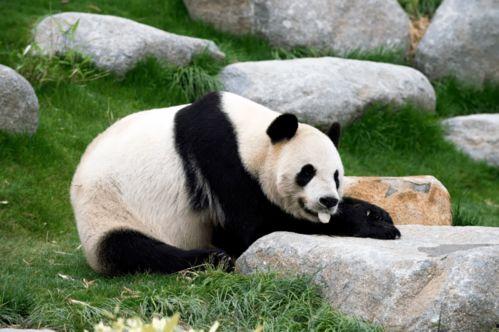 上渚山吃瓜小熊,小熊欢乐吃瓜记