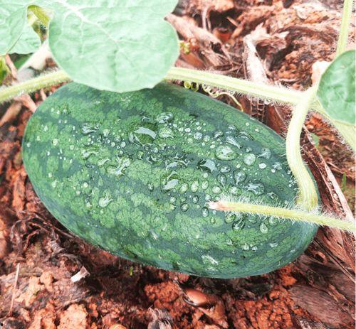 校园吃瓜怎么找,轻松找到热门话题