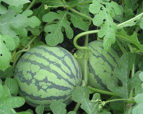 福瓜孕妇可以吃吗